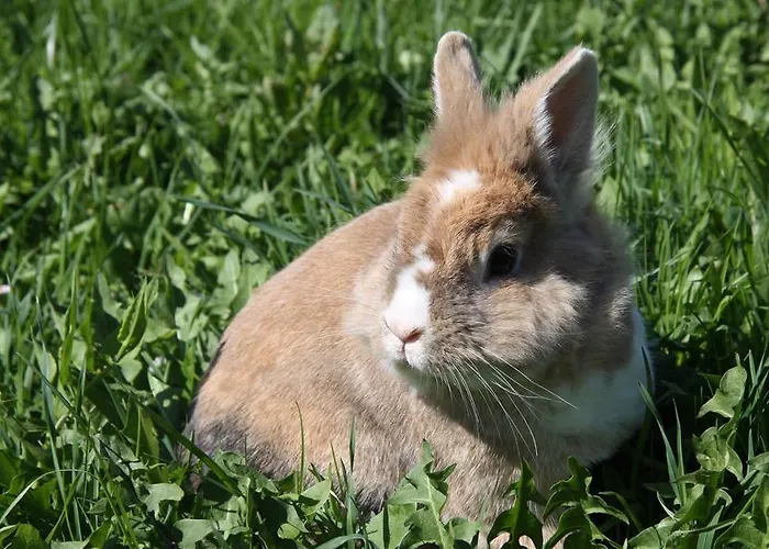 Lägenhet S'landhaus