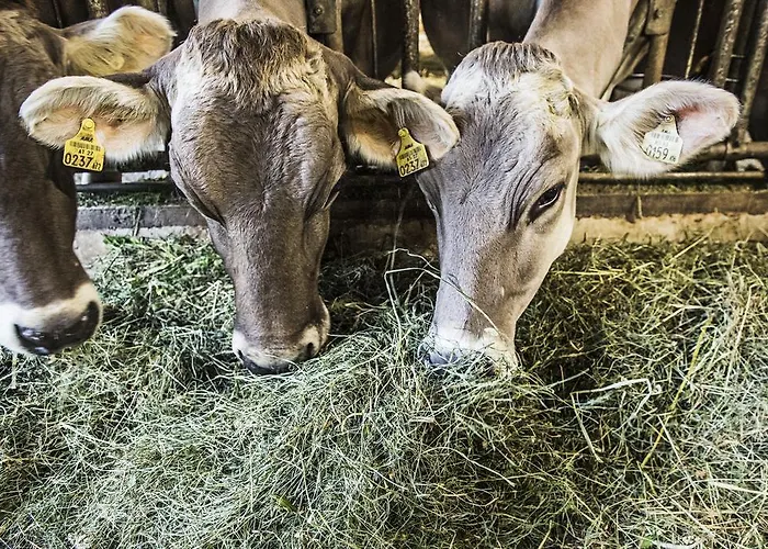 Apartment S'landhaus Neustift im Stubaital
