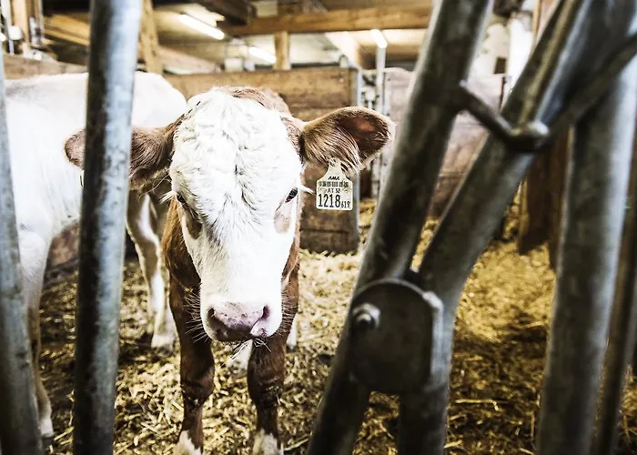 S'landhaus Neustift im Stubaital