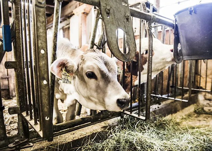 S'landhaus Neustift im Stubaital