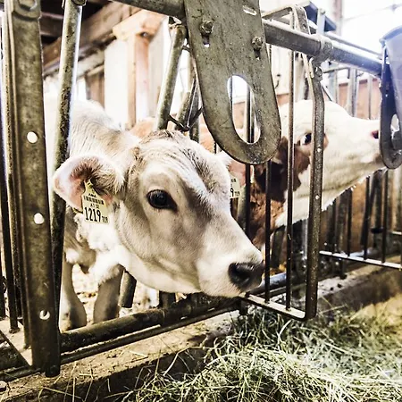 S'landhaus Neustift im Stubaital